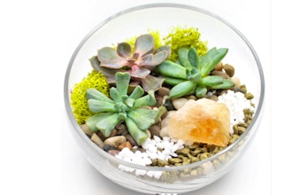 Plant Nite: Succulents in Slope Bowl w/ Citrine Crystal